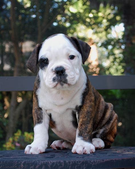 hermes olde english bulldogge puppies for sale|olde english bulldogge color chart.